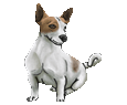 Jack Russell terrier - manto 1039