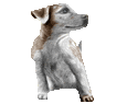 Jack Russell terrier - manto 1301