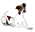 Jack Russell terrier - manto 1340000523