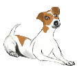 Jack Russell terrier - manto 1340000539