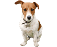 Jack Russell terrier - manto 1558