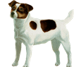 Jack Russell terrier - manto 35