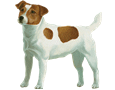 Jack Russell terrier - manto 60