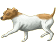 Jack Russell terrier - manto 886