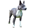 American Staffordshire Terrier - manto 1518