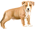 American Staffordshire Terrier - manto 17
