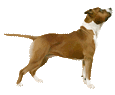 American Staffordshire Terrier - manto 17