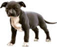 American Staffordshire Terrier - manto 51