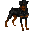 Rottweiler - manto 1340000596