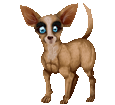 Chihuahua - manto 1340000516