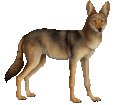 Coyote - manto 52